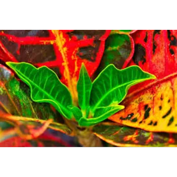 Designer Croton Plant
